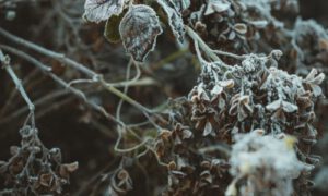 Nyanyian Menumbuhkan Kemunafikan di dalam Hati