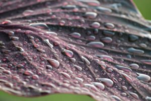 Pelajaran Berharga dalam Kisah Tobatnya Kaab bin Malik (2-selesai)