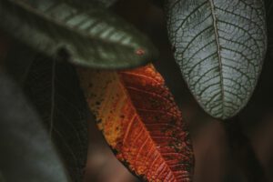 Bolehkah Seorang Ayah Memaksa Putrinya untuk Menikah