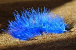 feather-657483_640