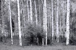 haunted-forest-4402607_640