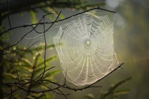 cobweb-4439844_640