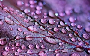 dewdrops-2432391_640