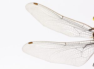 dragonfly-867888_640