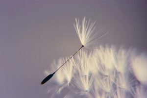 dandelion-3940582_640