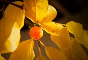 persimmon-trefoil-3810260_640