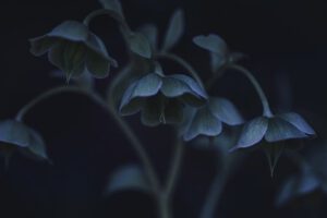 hellebore-g6d6a56394_640