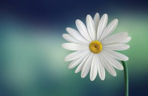 marguerite-g69fdbad5c_640