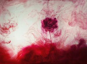 red ink in water. red ink rose out of ink. abstract background