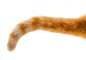 Berbagai-Fungsi-Ekor-Kucing