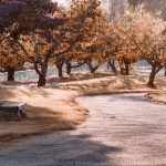 park-6549851_1280